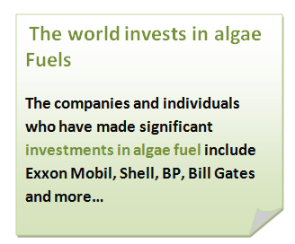 algal biodiesel