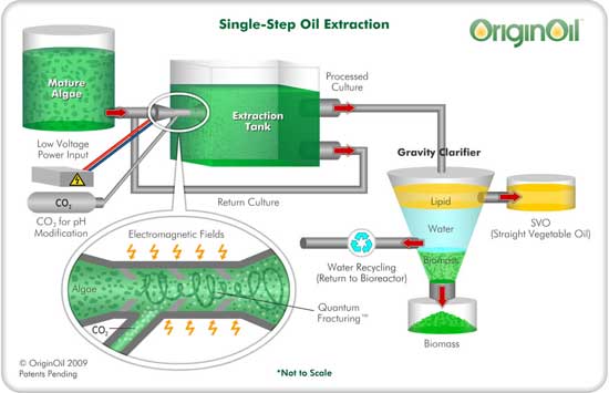 Oil Origin